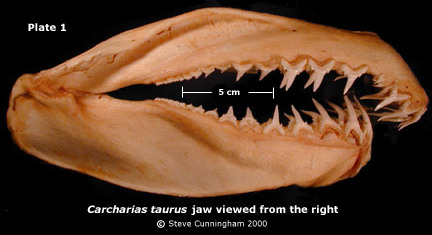 C. taurus jaw