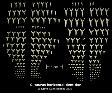 C. taurus horizontal dentition