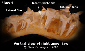 Intermediate teeth
