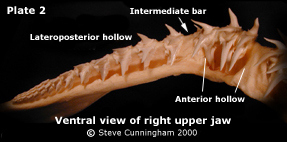 Palatoquadrate hollows