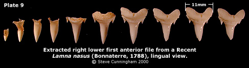 Tooth development in the file