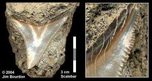 Megalodon | The World of Animals