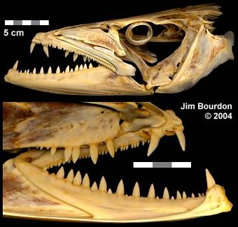 Does a barracuda have teeth?
