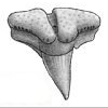 Bourdon genus page