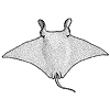 Manta