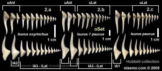 isurus_distal-sets-sml.jpg